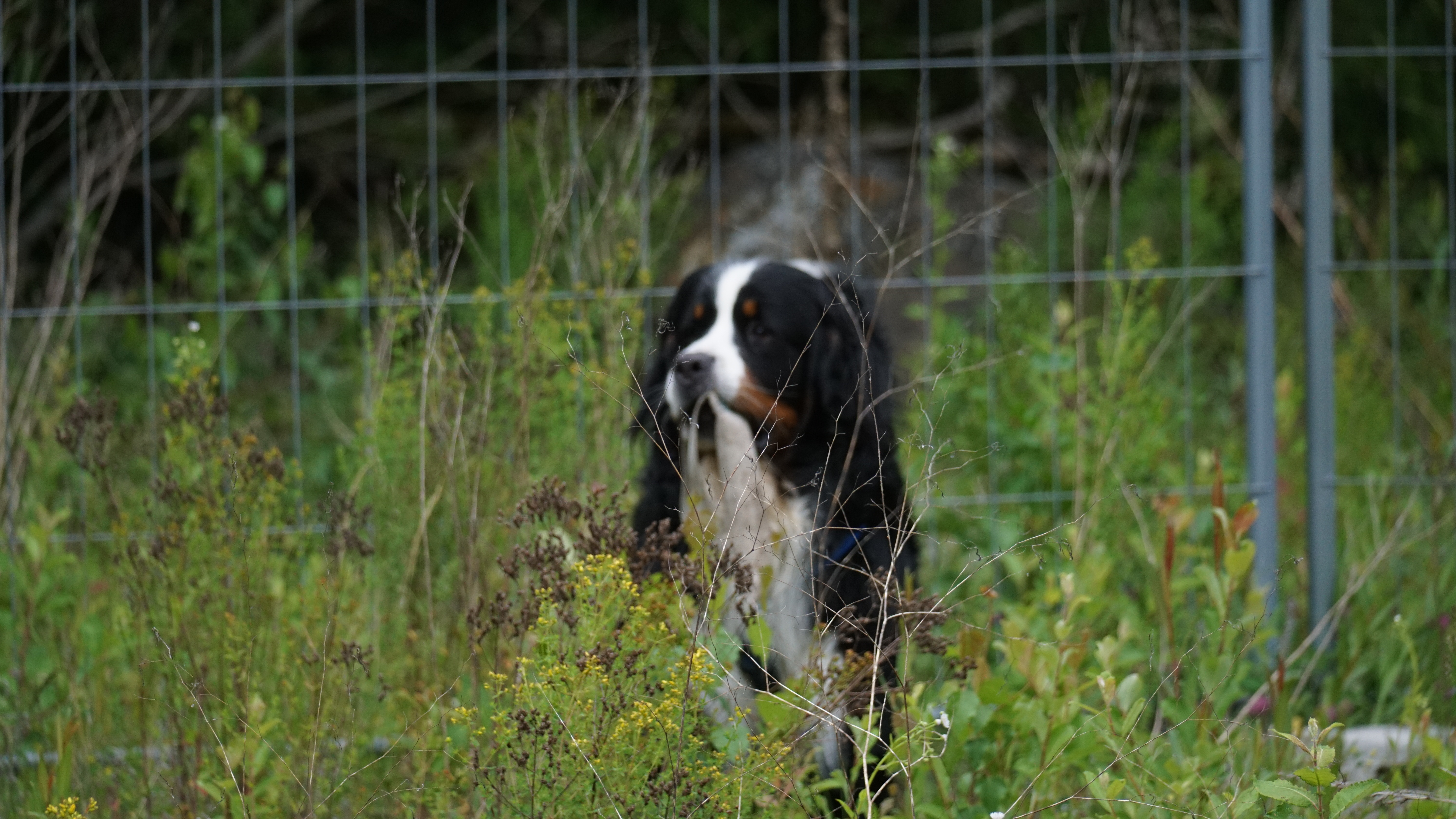 Zeckenschutz für den Hund